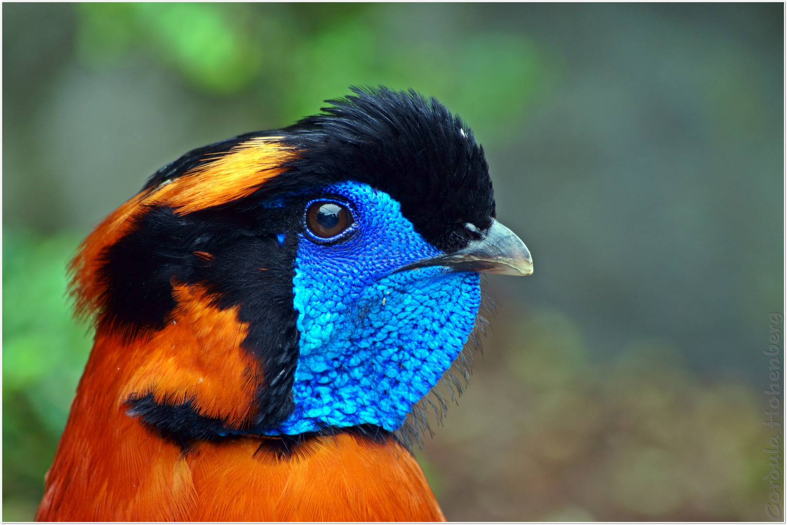 colourful Foto & Bild | tiere, zoo, wildpark & falknerei, vögel Bilder