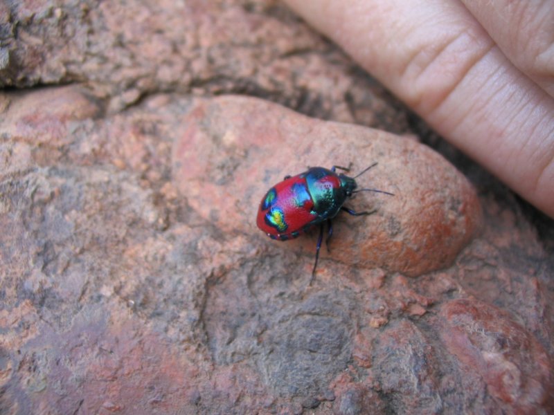 Colourful Beetle