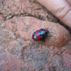 Colourful Beetle