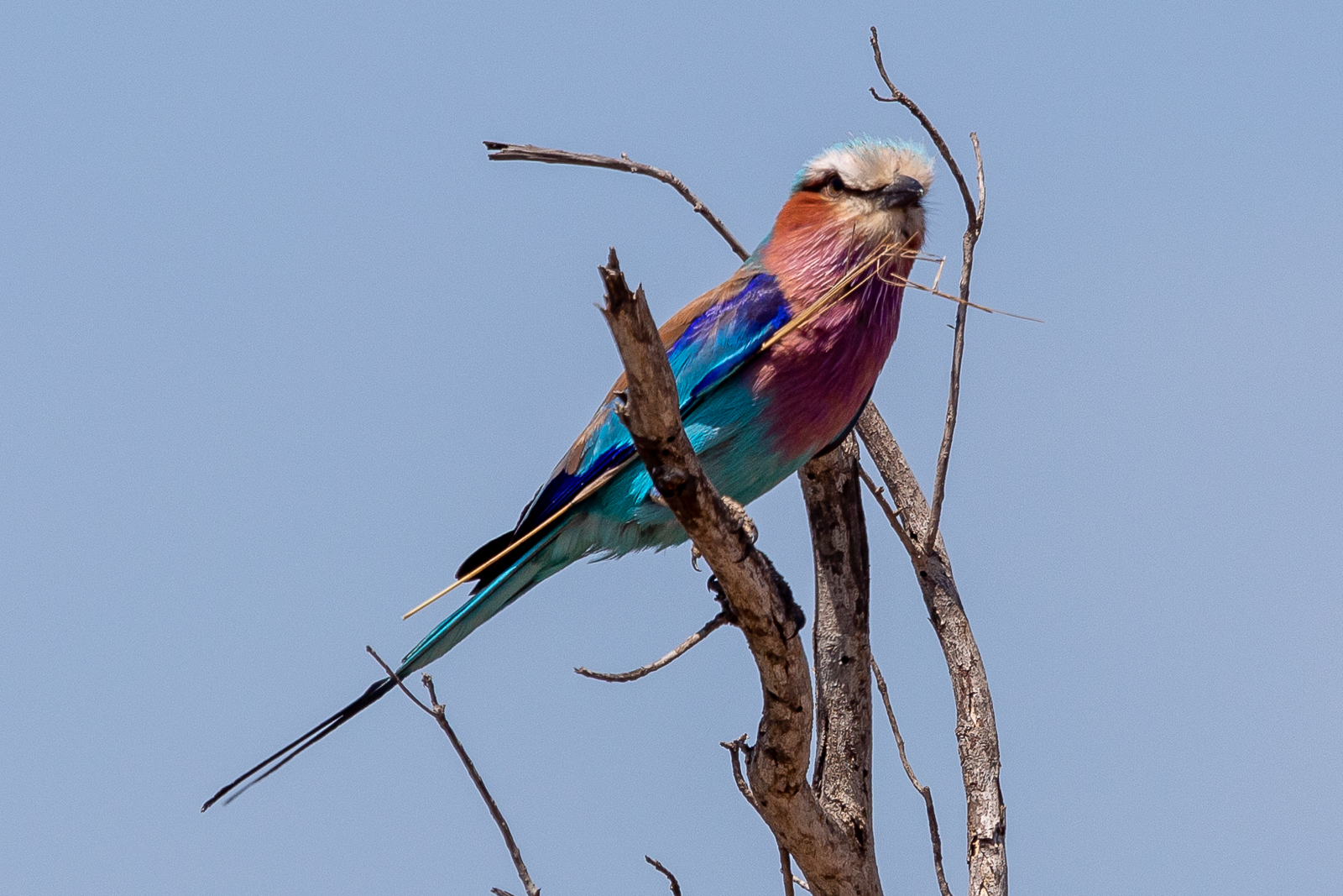 colourful bird 