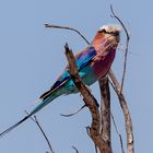 colourful bird 