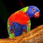 Colourful Bird