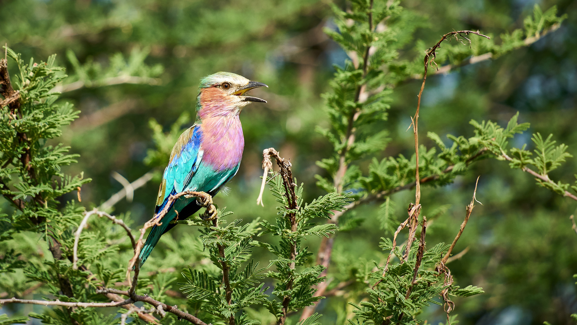 colourful bird