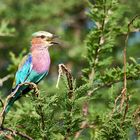 colourful bird