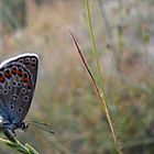 colourful butterfly