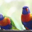 colourful couple