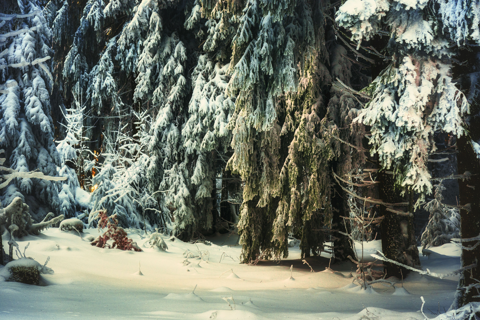 Colourful Forest