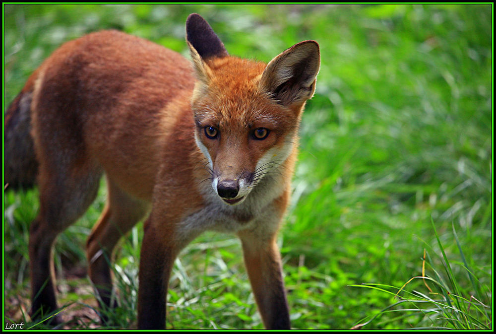 colourful foxy, only for canon