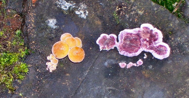 Colourful Fungi #1