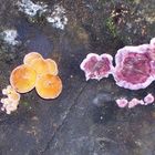 Colourful Fungi #1