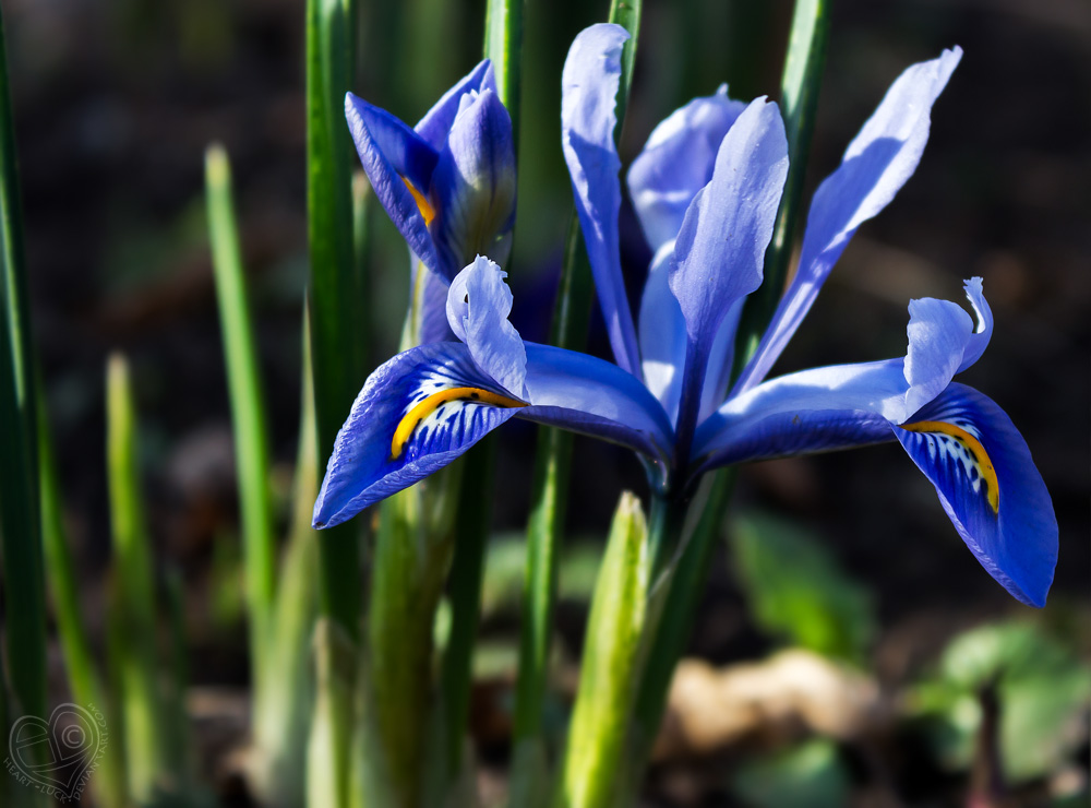 Colourful Iris