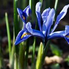 Colourful Iris