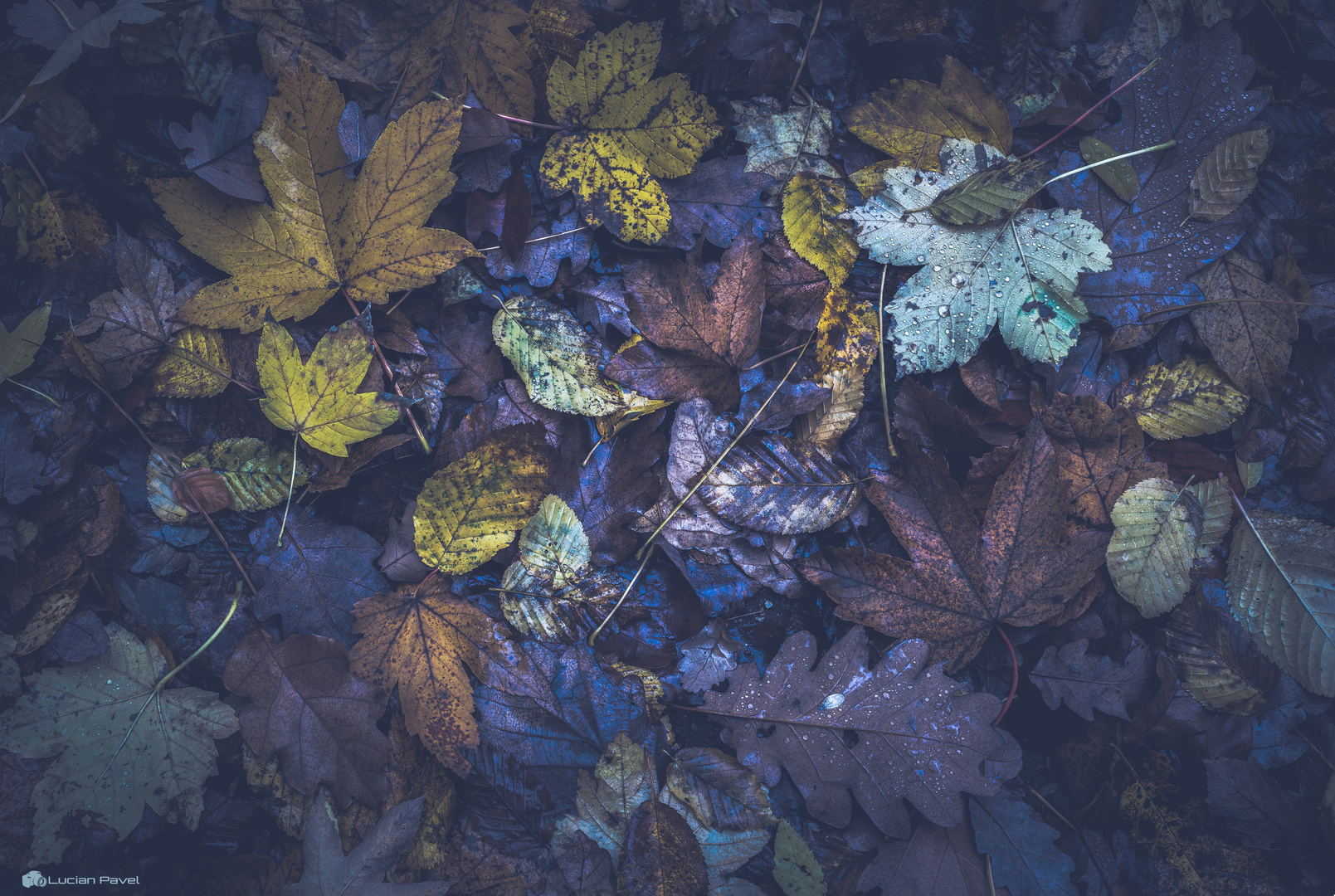 Colourful leaves