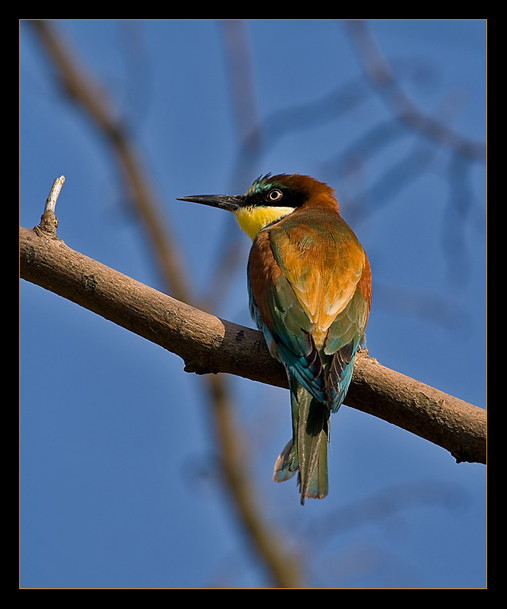 Colourful little bird...