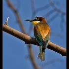 Colourful little bird...