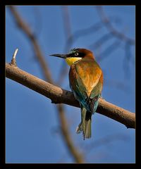 Colourful little bird...