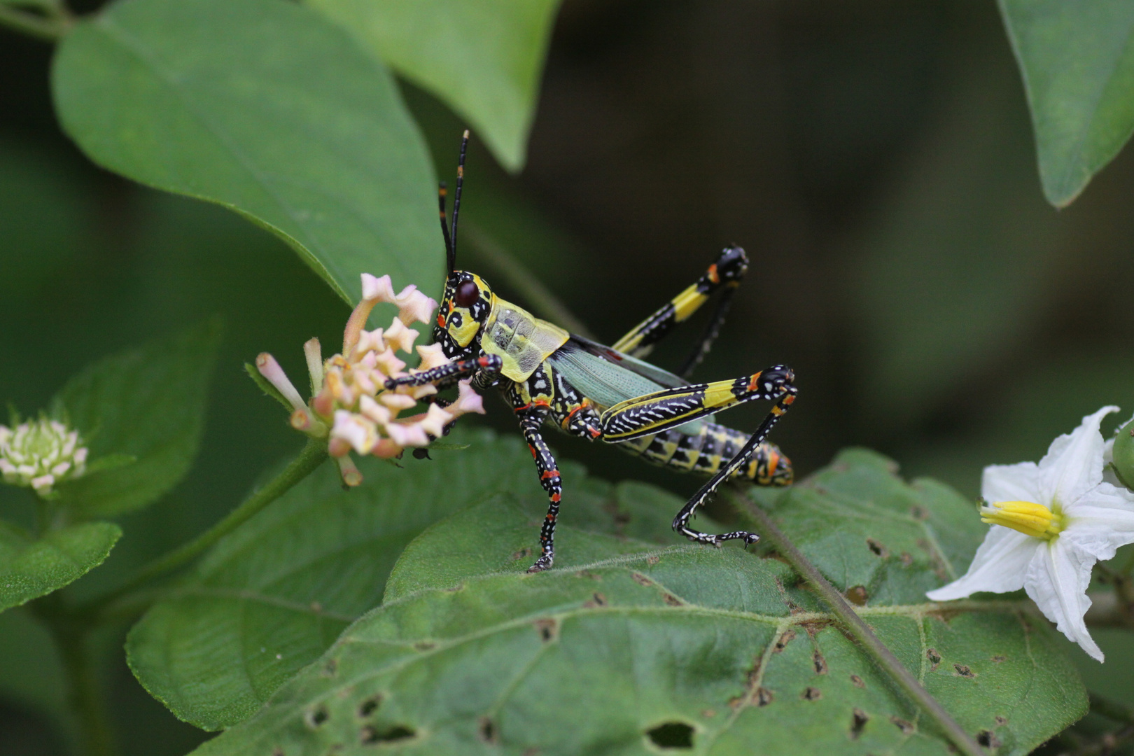 colourful little friend