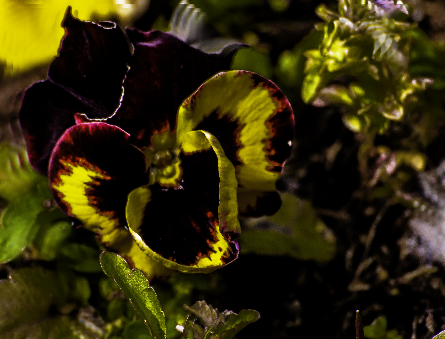 Colourful Pansy 2024