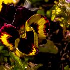 Colourful Pansy 2024