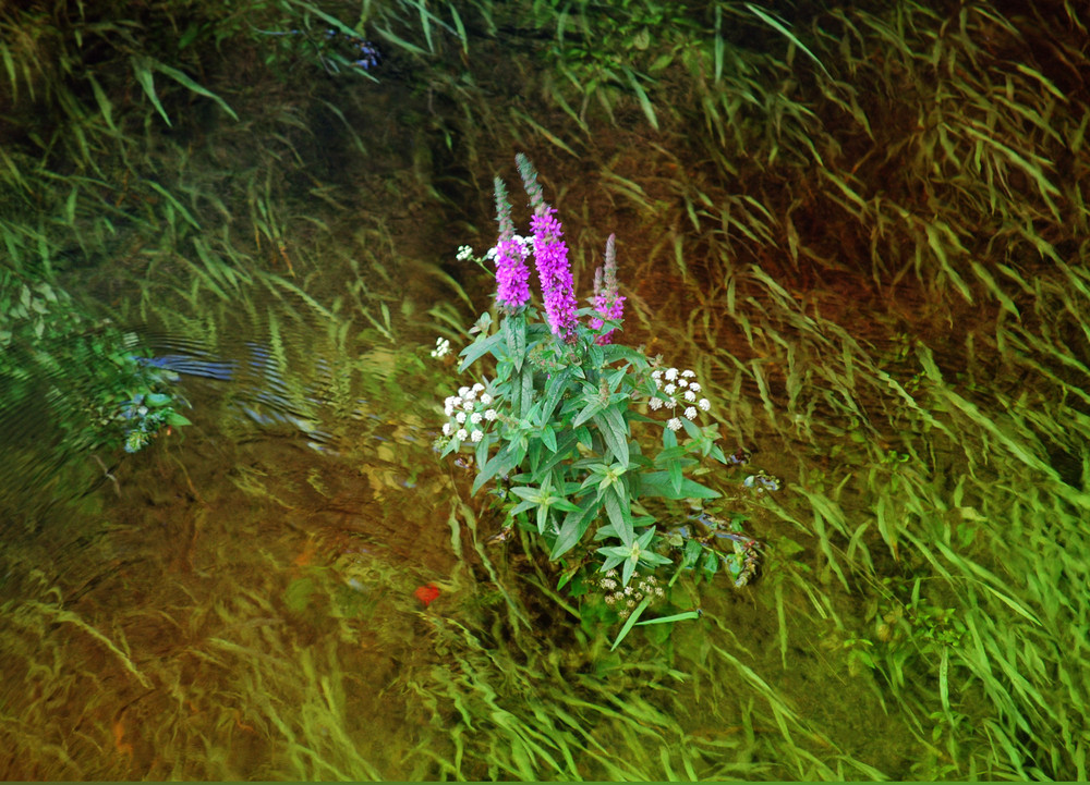 Colourful stream.