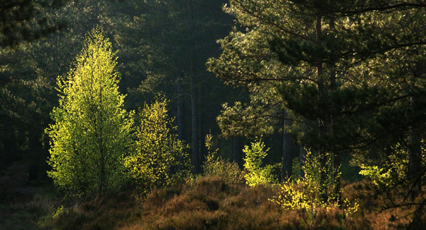 Colourful Trees