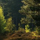 Colourful Trees