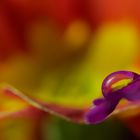 Colourful water drop ...