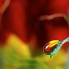 Colourful water drop ...