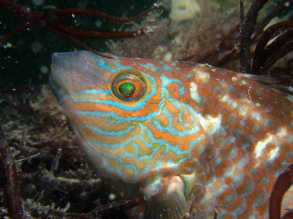 Colourfull in the Netherlands