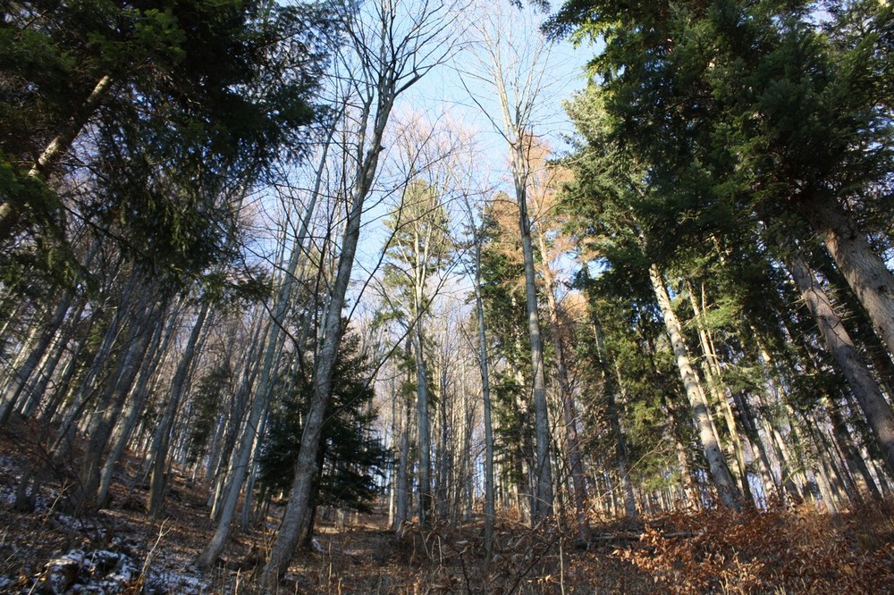 colourfull winter wood