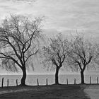 Colourless dance in the wind