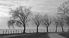 Colourless dance in the wind