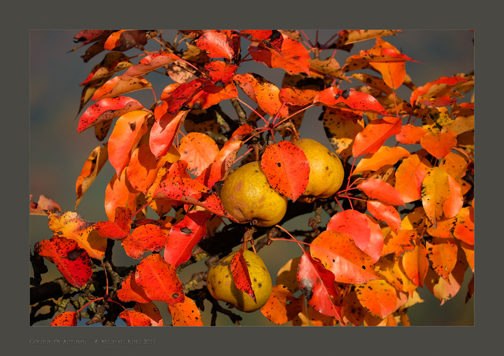 ColourOfAutumn © Michael Kurz 2015