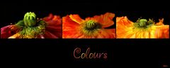 Colours