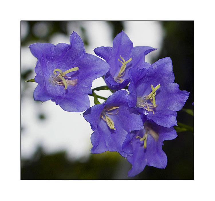 Colours - Canterbury Bells