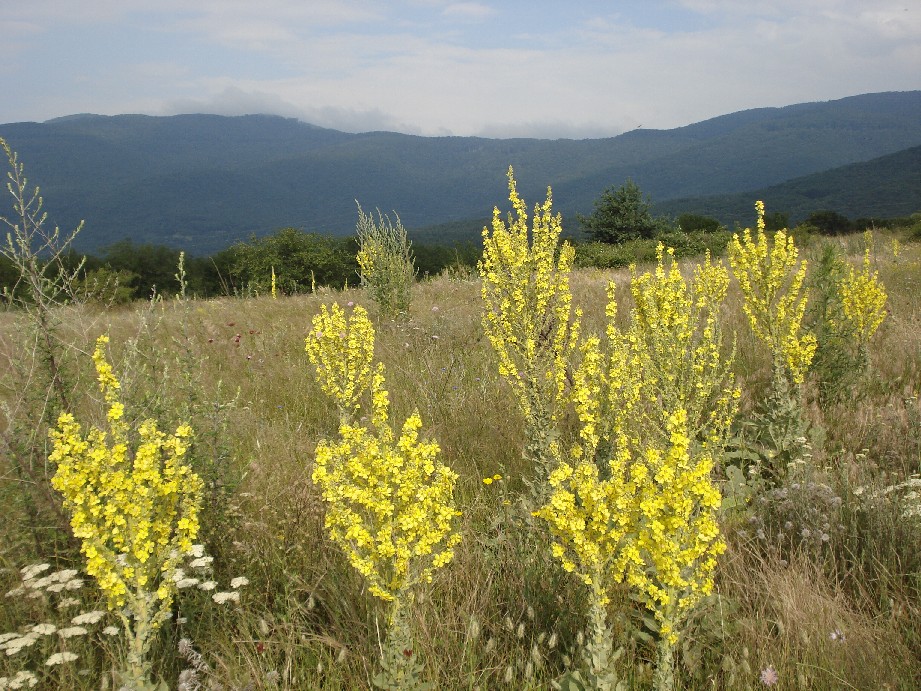 colours from Bulgaria