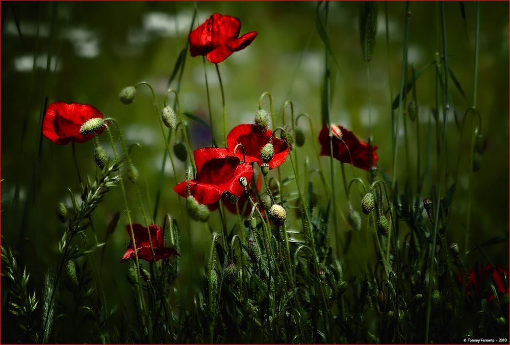 Colours from the Ground