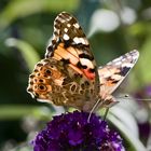 MACRO 