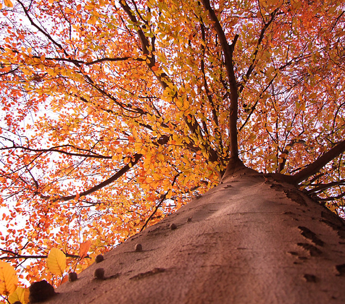 colours of a forest