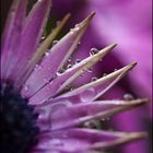 colours of a rainy day...