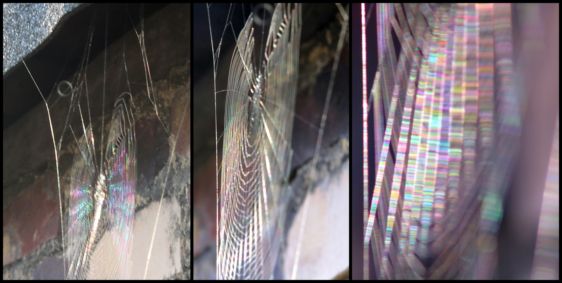 Colours of a spidernet