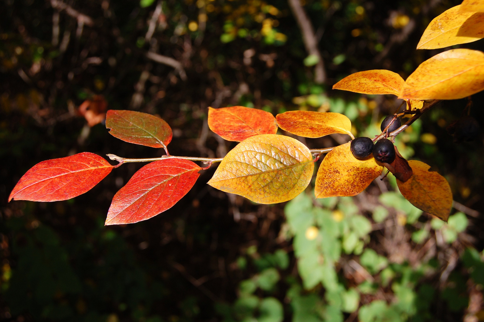 Colours of Authem