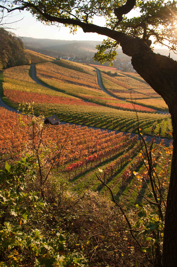 Colours Of Autum Herbst in Heilbronn