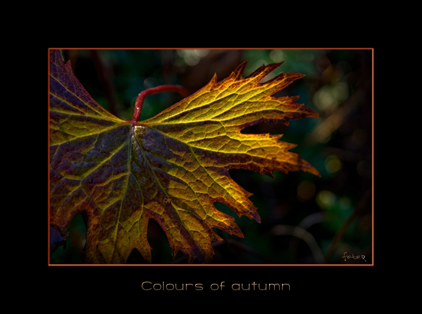 Colours of autumn ..