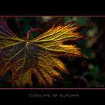 Colours of autumn ..