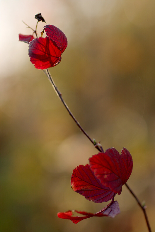 Colours of autumn