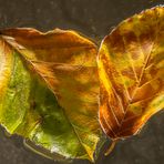 colours of autumn