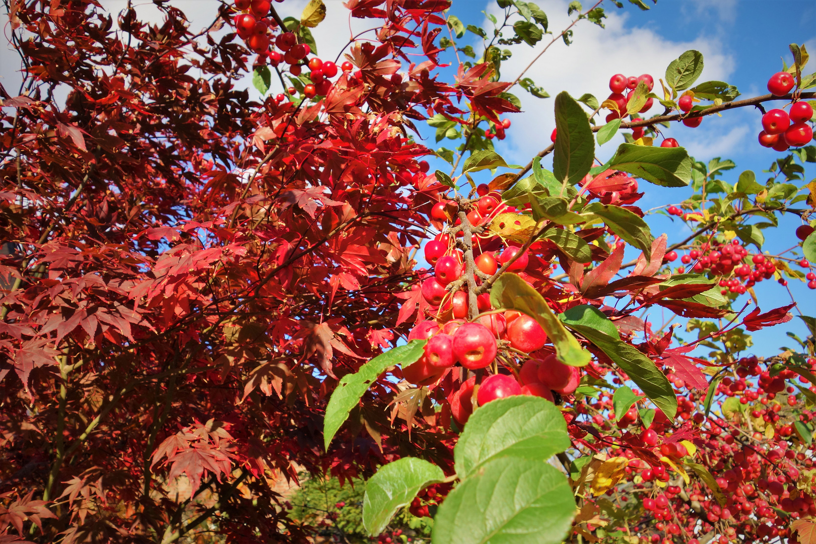 Colours of autumn