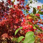 Colours of autumn