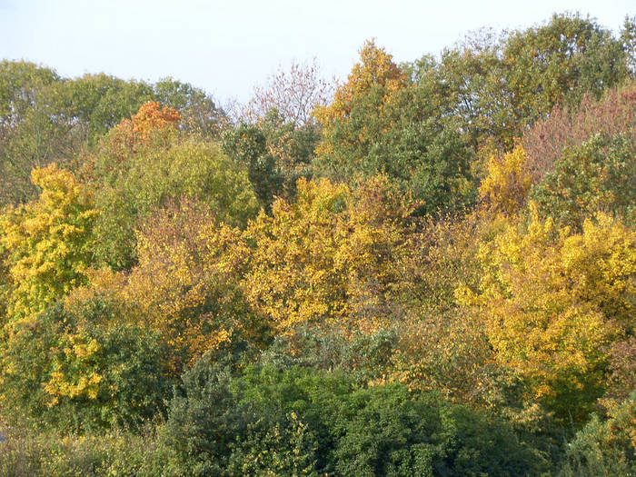 Colours of autumn